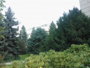 Neuropoztywni tłumaczenie język angielski